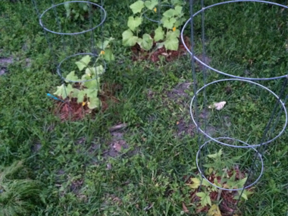 FarmDaddy® Garden Before & After Pictures