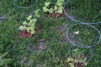 FarmDaddy® Garden Before & After Pictures