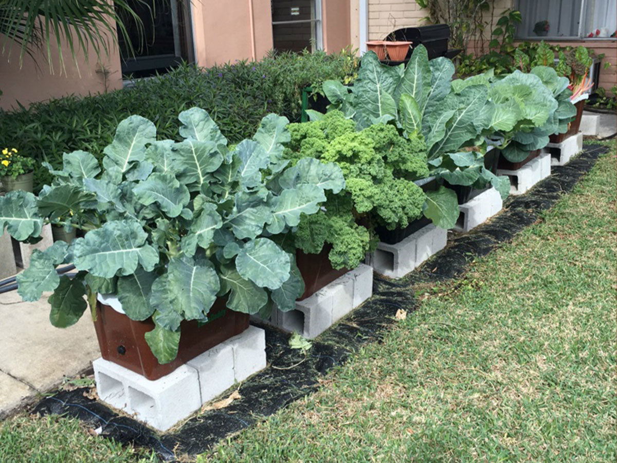 FarmDaddy for Seniors at Health Central Park