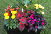 Plant Combination Ideas for Container Gardens
