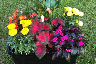 Plant Combination Ideas for Container Gardens