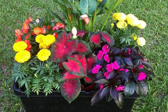 Plant Combination Ideas for Container Gardens