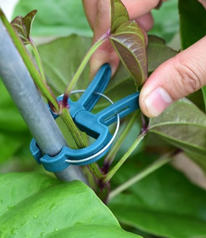 Tomato / Vining Plant Clips