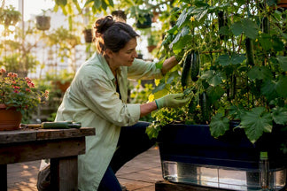 Cucumbers in Self-Watering Planters: Patio Grower's Guide