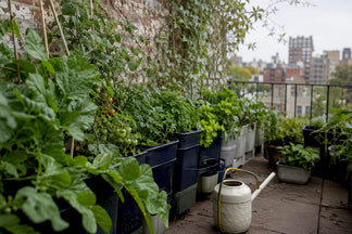 Grow More Food in a Small Space Vegetable Garden