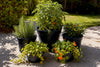 Container Garden Layout: Templates, Tips, and Plant Recipes