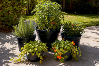 Container Garden Layout: Templates, Tips, and Plant Recipes