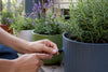 Water-Wise Container Gardening: Plants, Pots & Watering