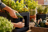 Best Time to Water Containers: Refill & Maintenance Guide