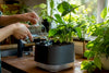 How to Keep Indoor Plants Watered While You're Away