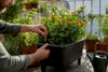 Yes, Peppers Thrive in Self-Watering Planters (Here's the Setup That Works)