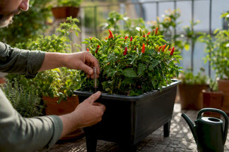 Yes, Peppers Thrive in Self-Watering Planters (Here's the Setup That Works)