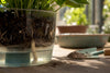 Can Self-Watering Planters Really Cause Root Rot?