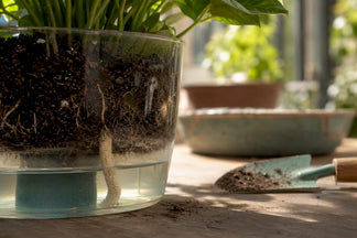 Can Self-Watering Planters Really Cause Root Rot?