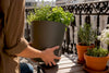 When to Refill a Self-Watering Planter (Not on a Fixed Schedule)