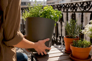 When to Refill a Self-Watering Planter (Not on a Fixed Schedule)