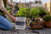 How to Eliminate Daily Watering and Grow a Healthier Garden