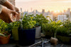 Self-Watering Containers: Grow More With Less Daily Watering