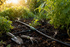 What to Do When Shared Line Watering Problems Hit Your Garden