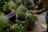 How to Water a Mixed Container Garden the Right Way