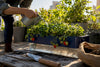 Refill Every 3–7 Days: Self Watering Strawberries for Home Gardeners