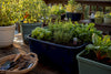 Save Water Fast in Container Gardens With Reservoirs and Soil Science