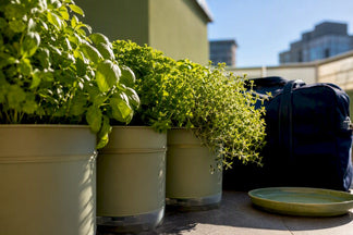 Keep Herbs Alive on Trips Up to Two Weeks With 12–14 Inch Pots and Reservoirs