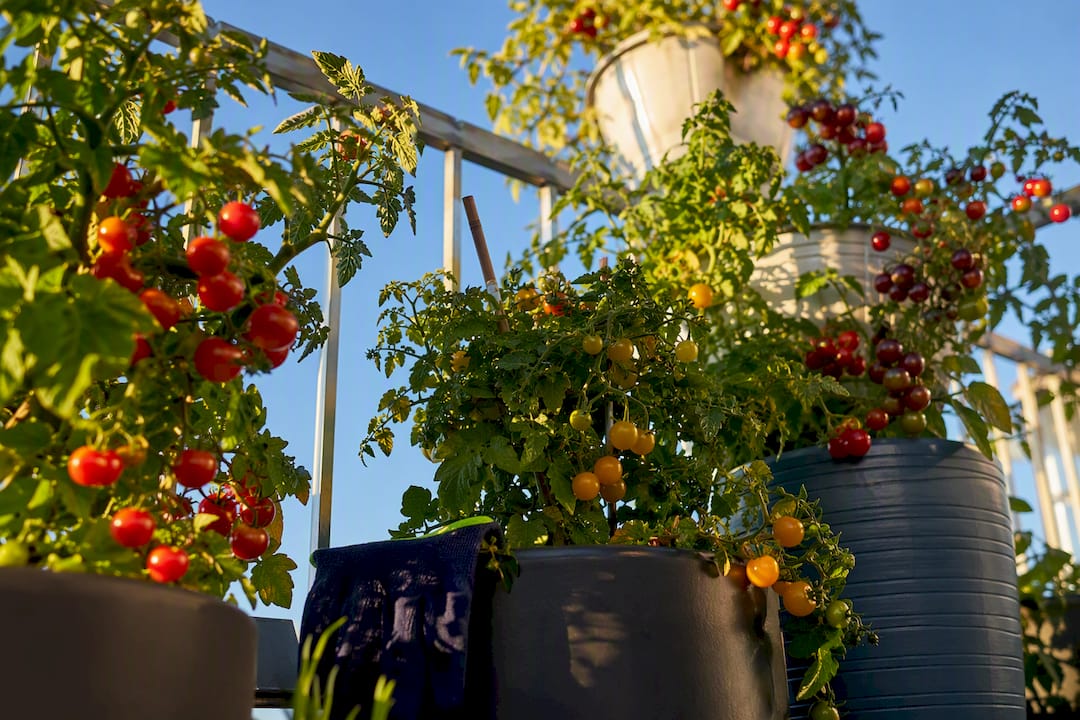 Balcony Tomatoes: 8 Compact Varieties, Pot Sizes & Self Watering
