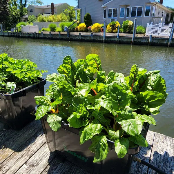 Swiss chard growing in a FarmDaddy planter on a deck