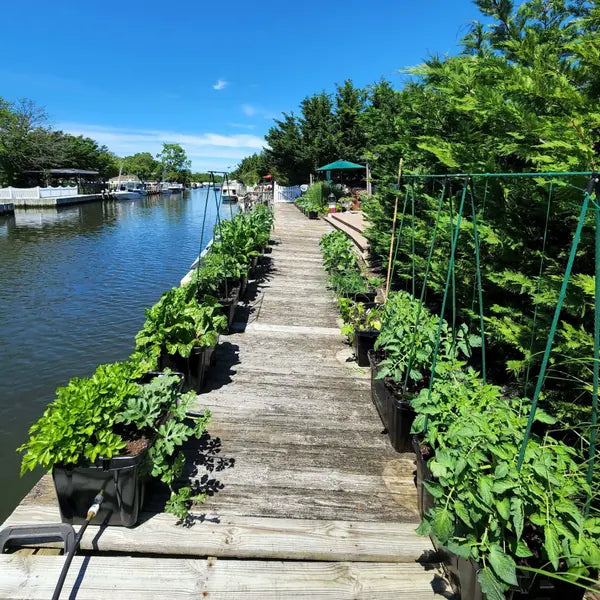 A boardwalk lined with FarmDaddy planters