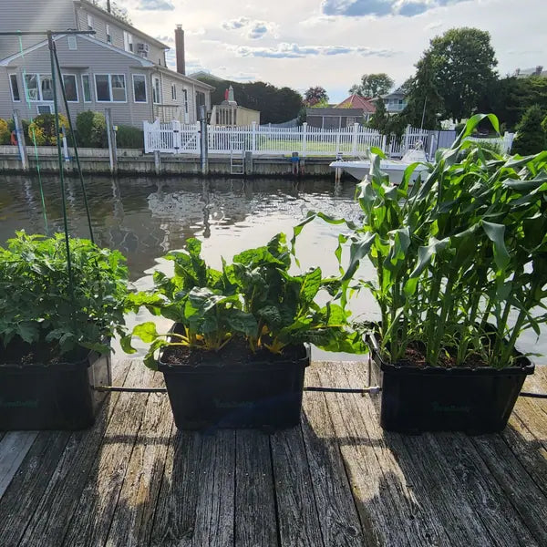 Corn and vegetables in FarmDaddy planters on a dock