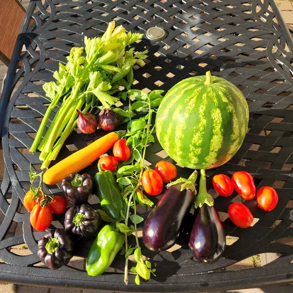 A harvest of watermelon, tomatoes, peppers and eggplant