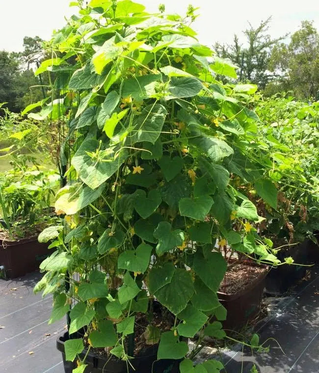 Cucumber vines growing in a FarmDaddy planter