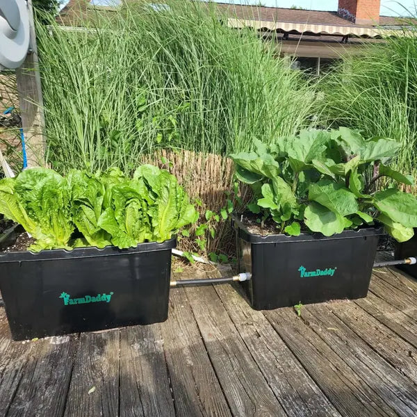 Romaine lettuce in FarmDaddy planters