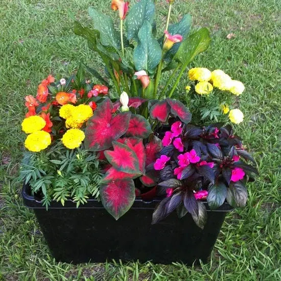 Flowers in a FarmDaddy planter