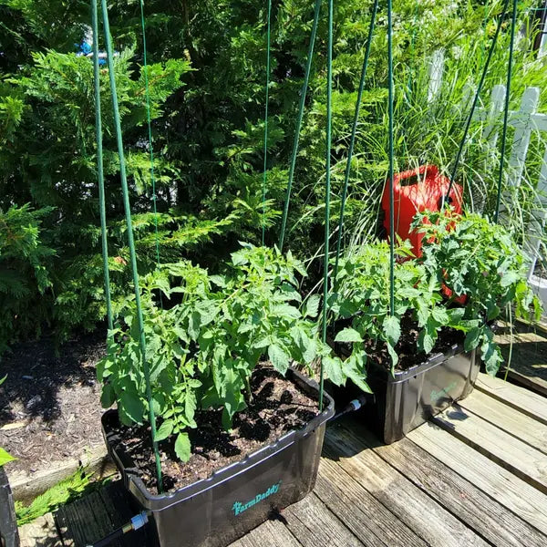 Tomato plants in a FarmDaddy planter
