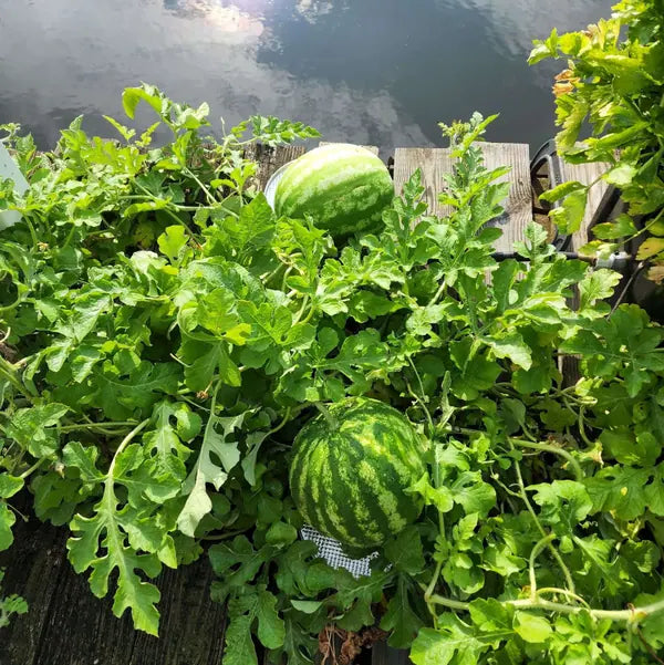 Watermelon vines in a FarmDaddy planter