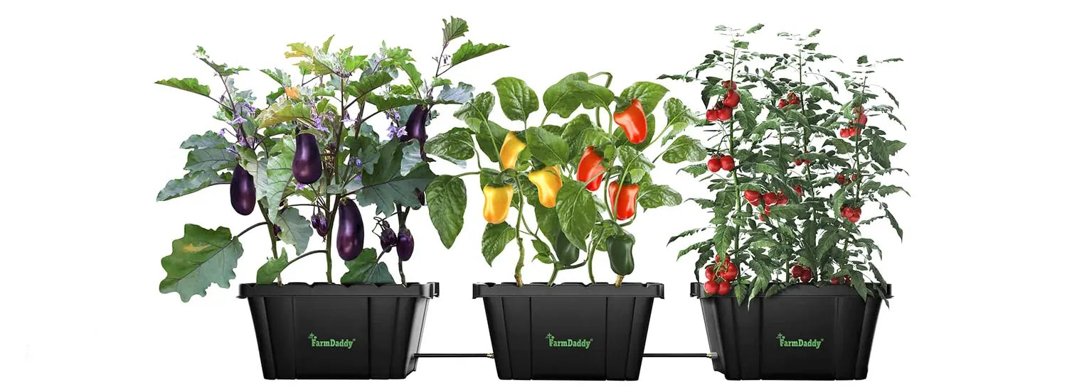 FarmDaddy self-watering planters growing eggplant, peppers and tomatoes