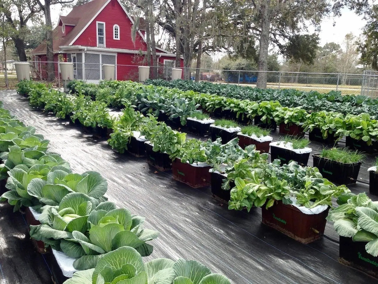 Rows of FarmDaddy planters connected on one system